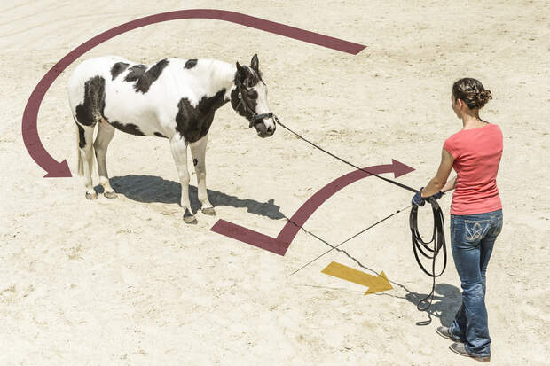 Kappzaum So Hilft Er Beim Longieren Cavallo De