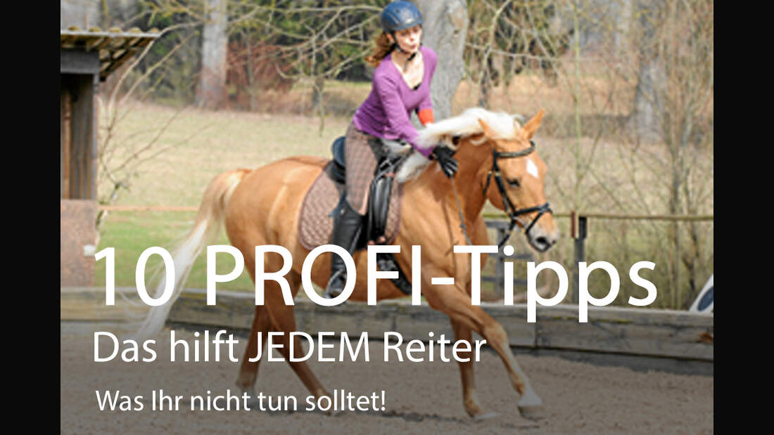 Das Sollten Reiter Im Training Beachten Cavallo De