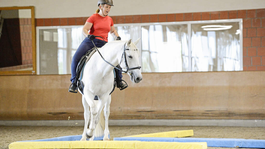 Reiten Lernen Weg Mit Der Longe Und Frei Reiten Cavallo De