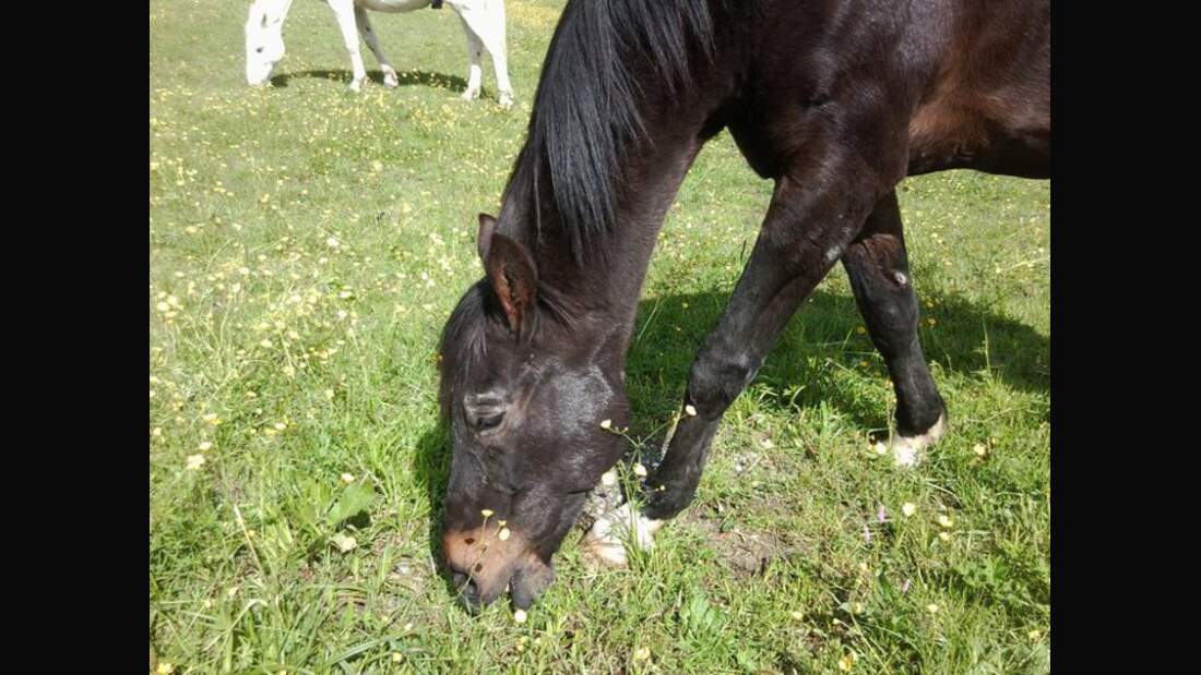 *CAV Pferdesenioren Senioren 1982 Wallach Daccord MS*