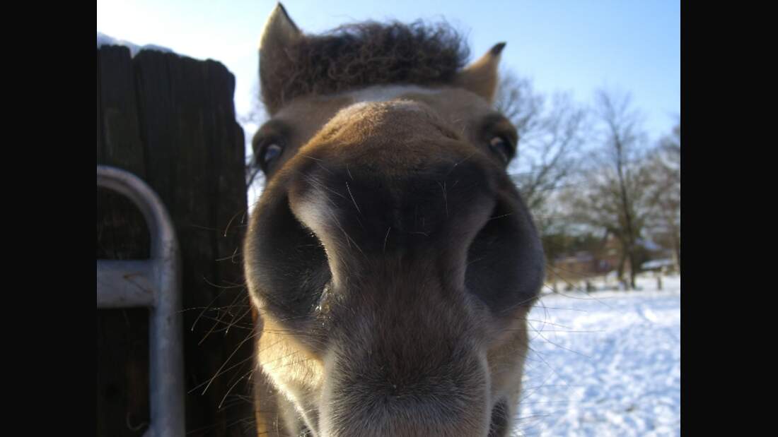 *CAV Pferdesenioren Senioren 26 Fjord-Araber-Mix Wallach MS*