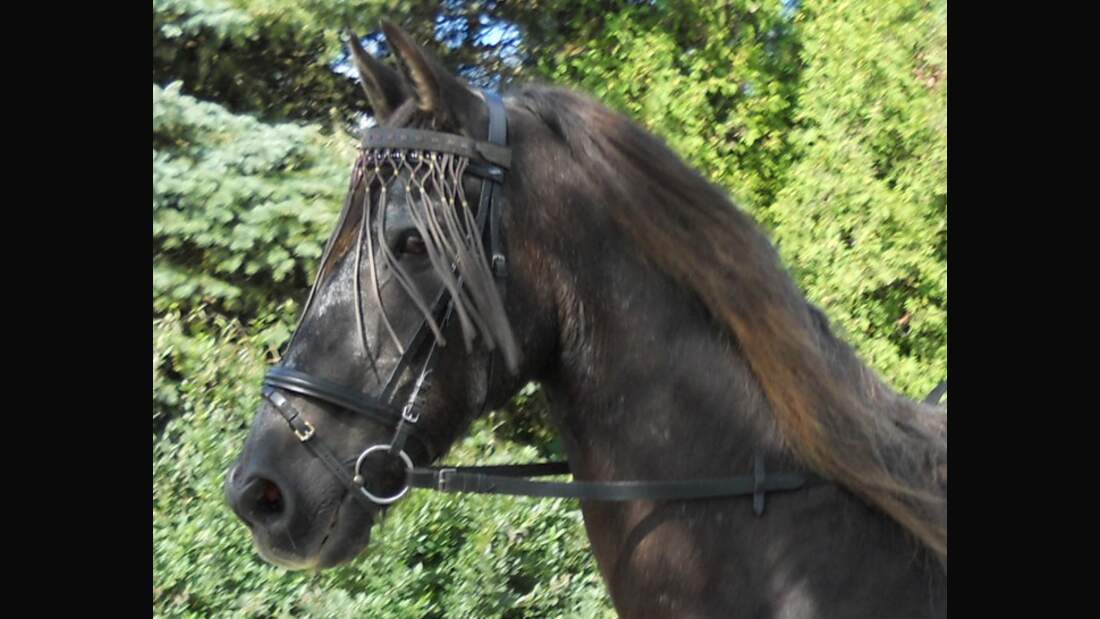 *CAV Pferdesenioren Senioren Friese Merko 25 Wallach MS*