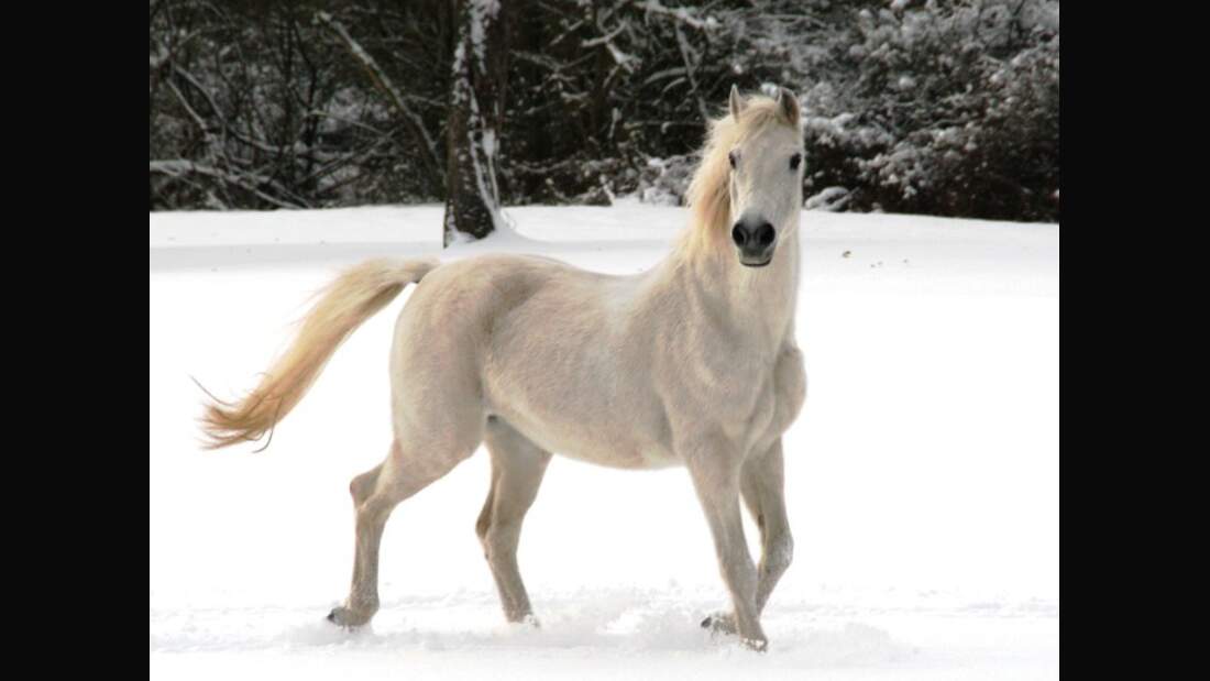 *CAV Pferdesenioren Senioren Stute Ria 30 MS*