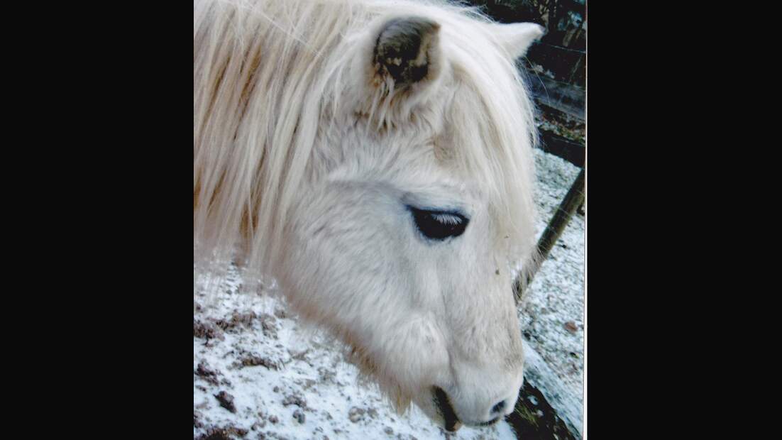 *CAV Pferdesenioren Senioren Welsh Pony Stute Sinja 34 MS*