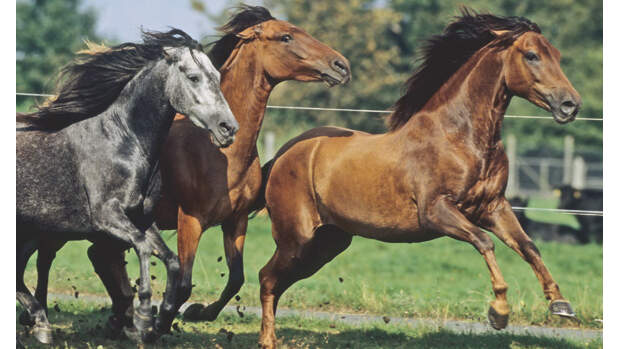 7 CAV Kotwasser_2