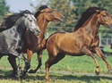 7 CAV Kotwasser_2