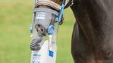Pferde gesund reiten - Die ausgezeichnetesten Pferde gesund reiten ausführlich analysiert