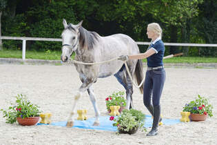 Amour Vom Tierschutzling Zum Traumpferd Cavallo De