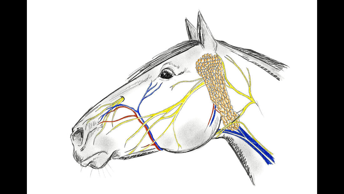 Anatomische Zäume