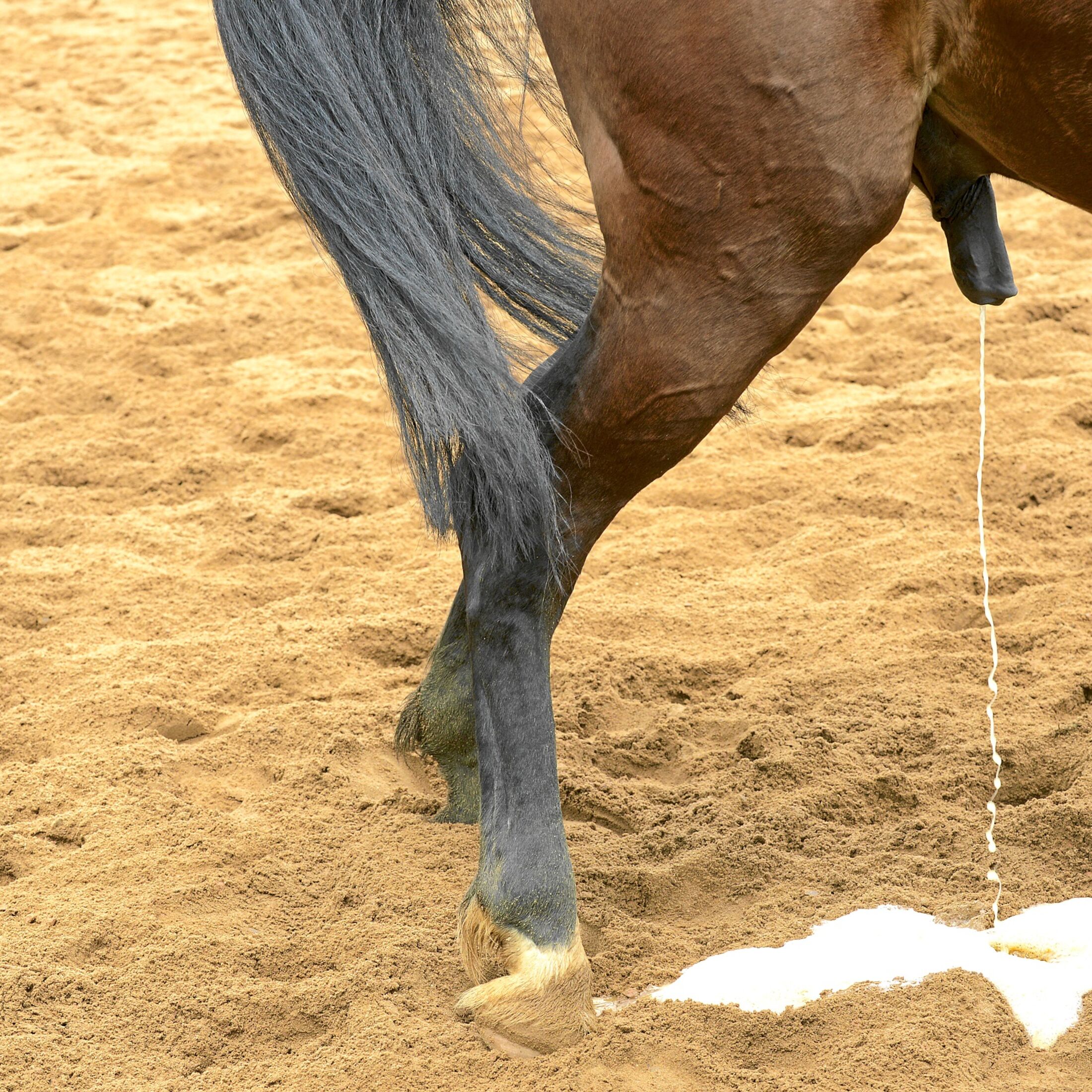 Kryptorchismus: andrologisches Problem bei Hengsten | cavallo.de