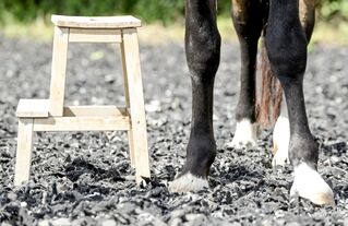 Pferd Dreht Sich Beim Aufsteigen Weg