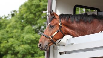 Braunes Pferd schaut aus einem Pferdetransporter