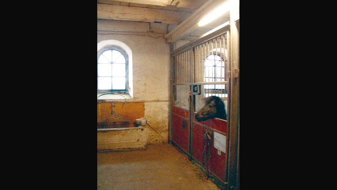 CA Reitschultest 0406 Langenstein4 (jpg)