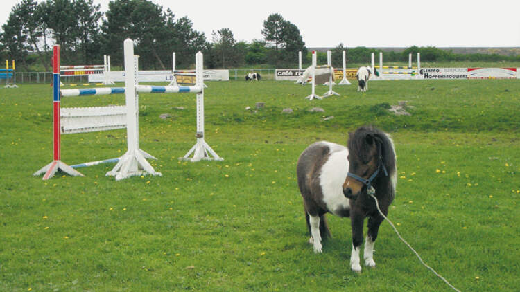 CA Reitschultest 0806 Dreililien2 (jpg)