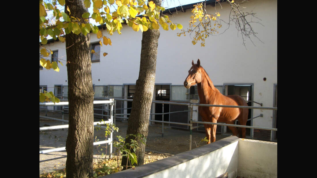 CA Reitschultest Geisberg1 (jpg)