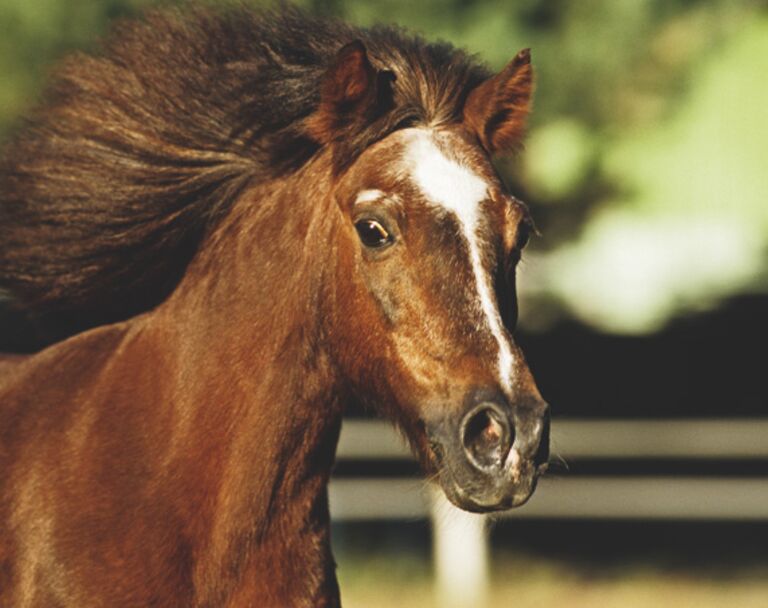 Welche Pflege Brauchen ältere Pferde Cavallode