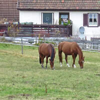 CAV_0211_Reitschultest_Andreas-Frey-5602 (jpg)