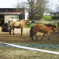 CAV 0307 Reitschultest vollhardt2 (jpg)