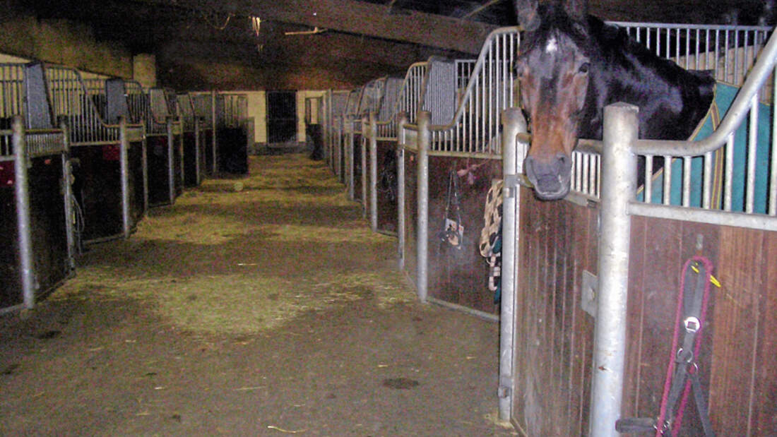 Er sucht sie cavallo