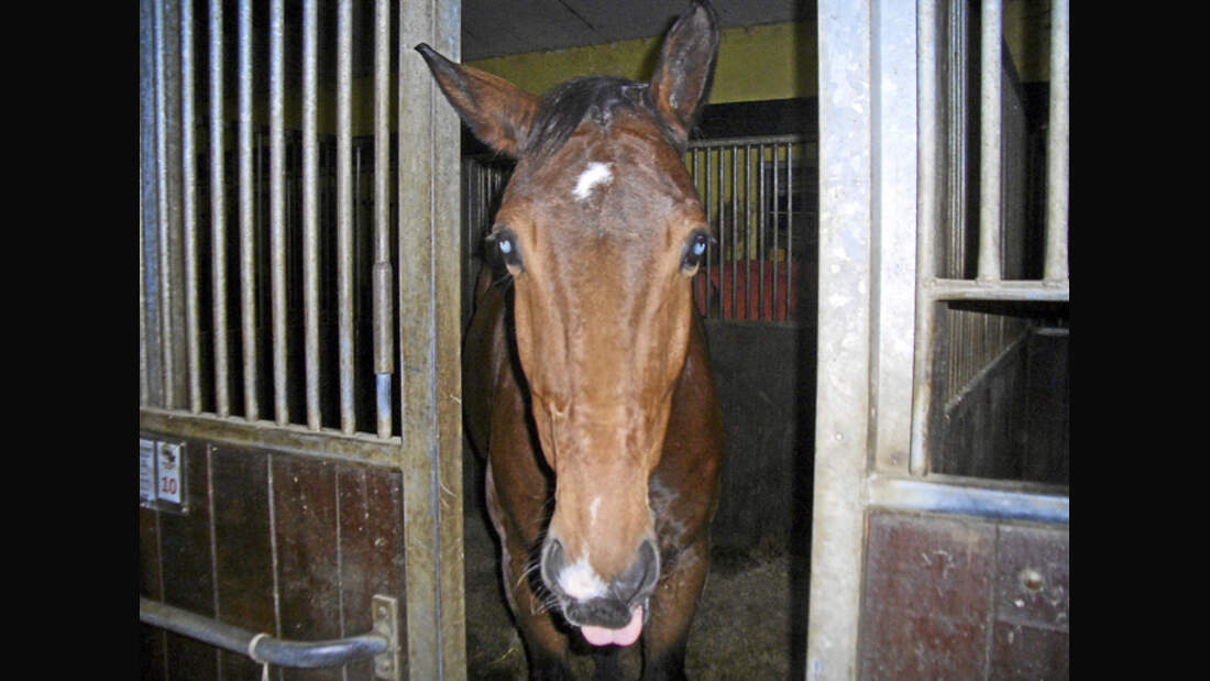 CAV-0312-Reitschultest-Eller-pferd (jpg)