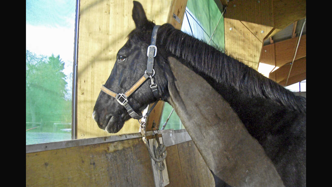 CAV-0312-Reitschultest-Lohausen-pferd (jpg)