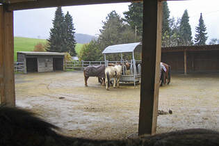 CAV-0312-Reitschultest-Meiersberg-Hof (jpg)