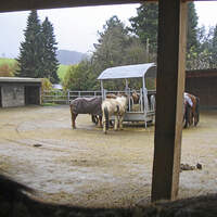 CAV-0312-Reitschultest-Meiersberg-Hof (jpg)