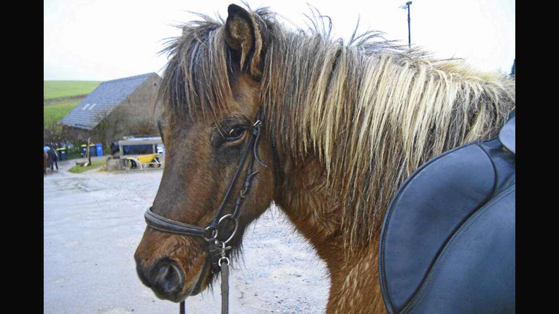 CAV-0312-Reitschultest-Meiersberg-pferd (jpg)