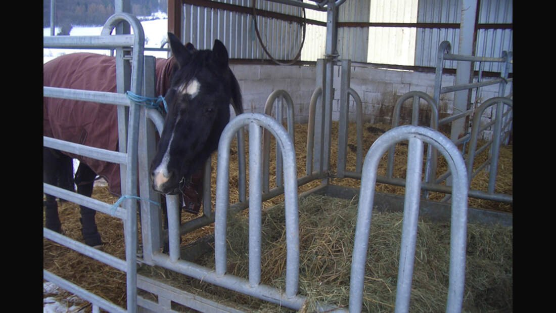 CAV-0313-Reitschultest-Criollo-Hof-2 (jpg)