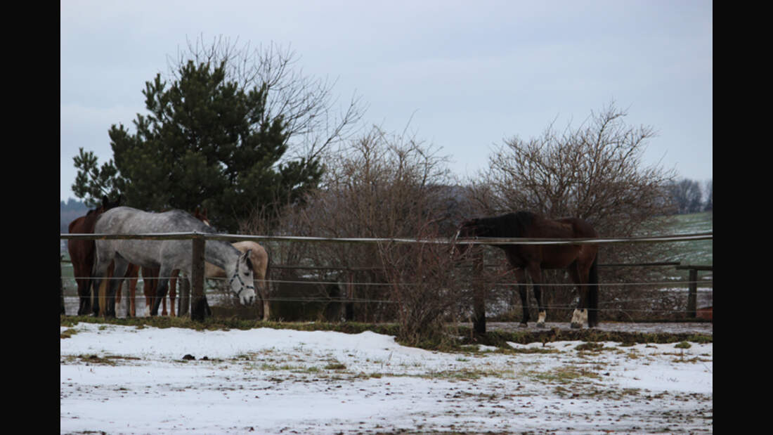 CAV-0313-Reitschultest-Gestuet-Wangenheim-1 (jpg)