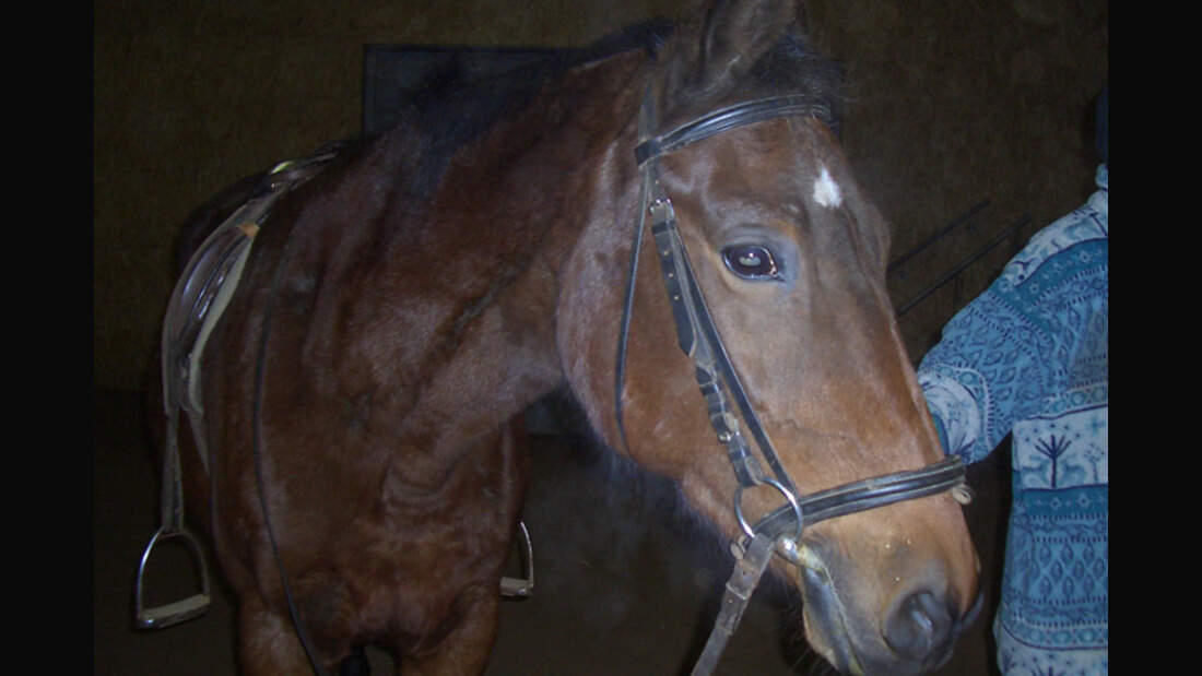 CAV-0313-Reitschultest-Gestuet-Wangenheim-3 (jpg)