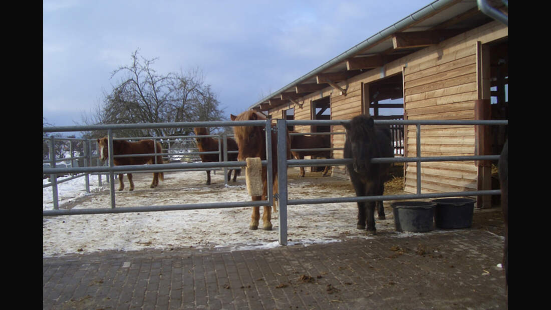 CAV-0313-Reitschultest-Islandpferdehof-Domaene-3 (jpg)