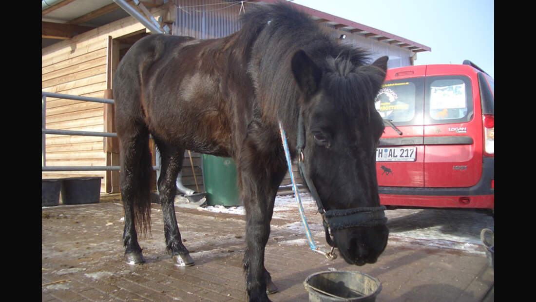 CAV-0313-Reitschultest-Islandpferdehof-Domaene-4 (jpg)