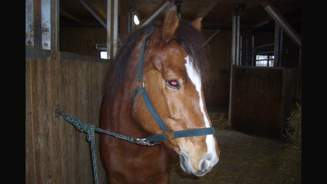 CAV-0313-Reitschultest-Zella-4 (jpg)