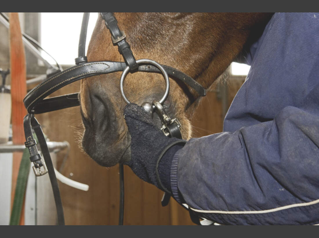 Test: Welche Gebisse für Pferde sind maulfreundlich? - cavallo.de
