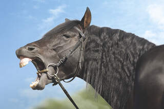 CAV_0410_Gebisscheck_Andalusier-Cansado-7071 (jpg)
