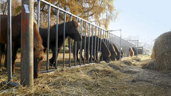 CAV-0414-Reitschultest-Paderborn-Bad-Driburg-1