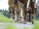 CAV_05_2010_Schotter_Gelaende_LIR7904 (jpg)