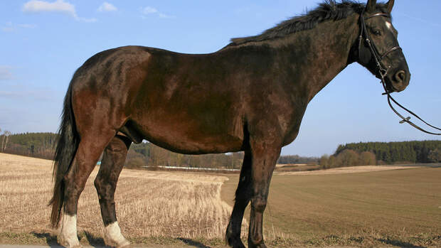 CAV 05_2011 Exterieur_Typen_Donald_privat (jpg)