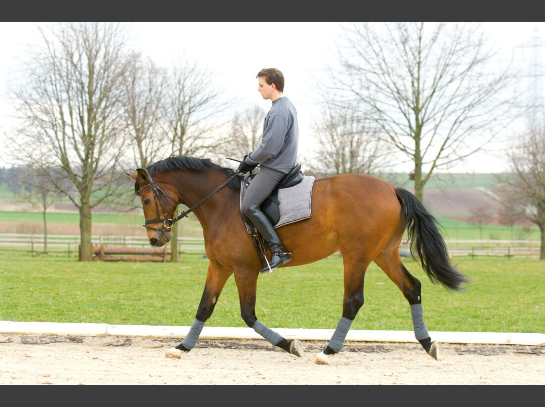 AusdauerTraining für fitte Pferde cavallo.de