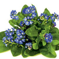 CAV 06_2010 Giftpflanzen_Fotolia_21558459_M (jpg)