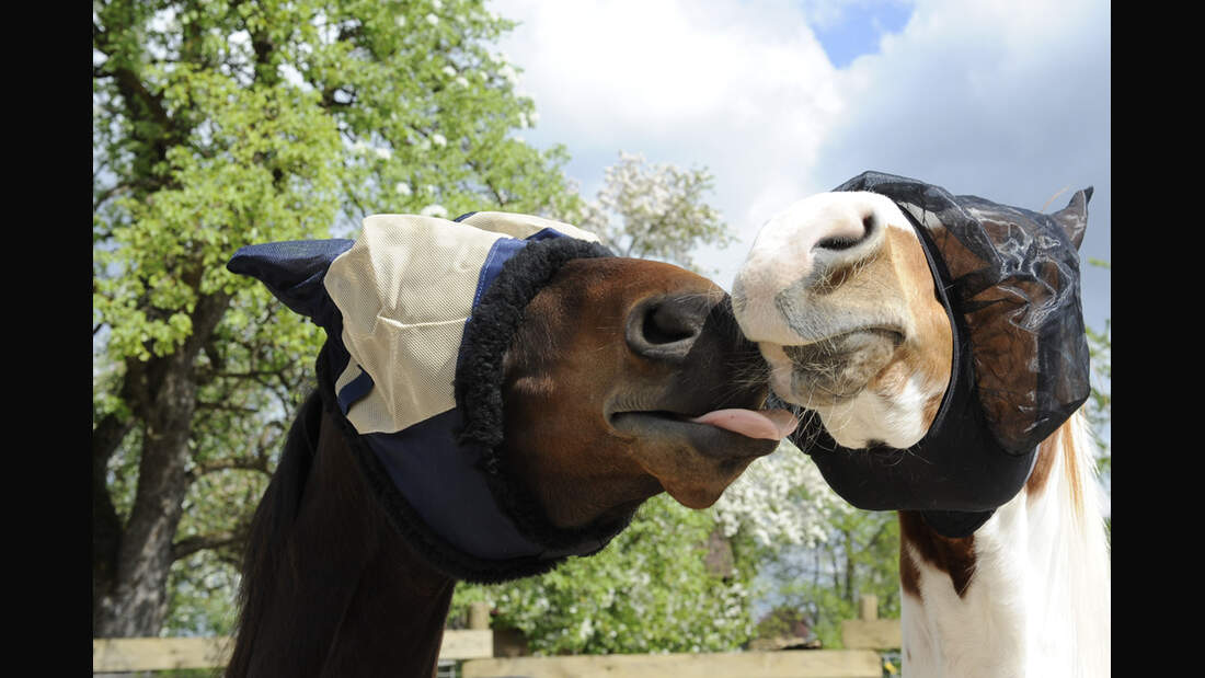 CAV_0611_Fliegenmuetzentest_aufmacher_3 (jpg)