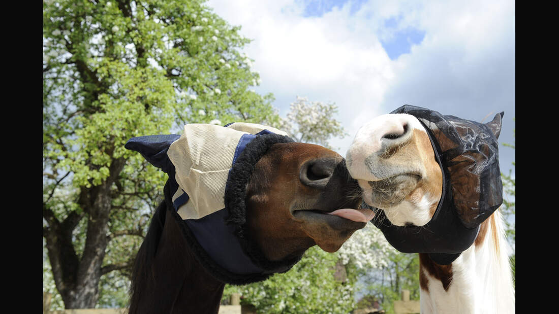 CAV_0611_Fliegenmuetzentest_aufmacher (jpg)