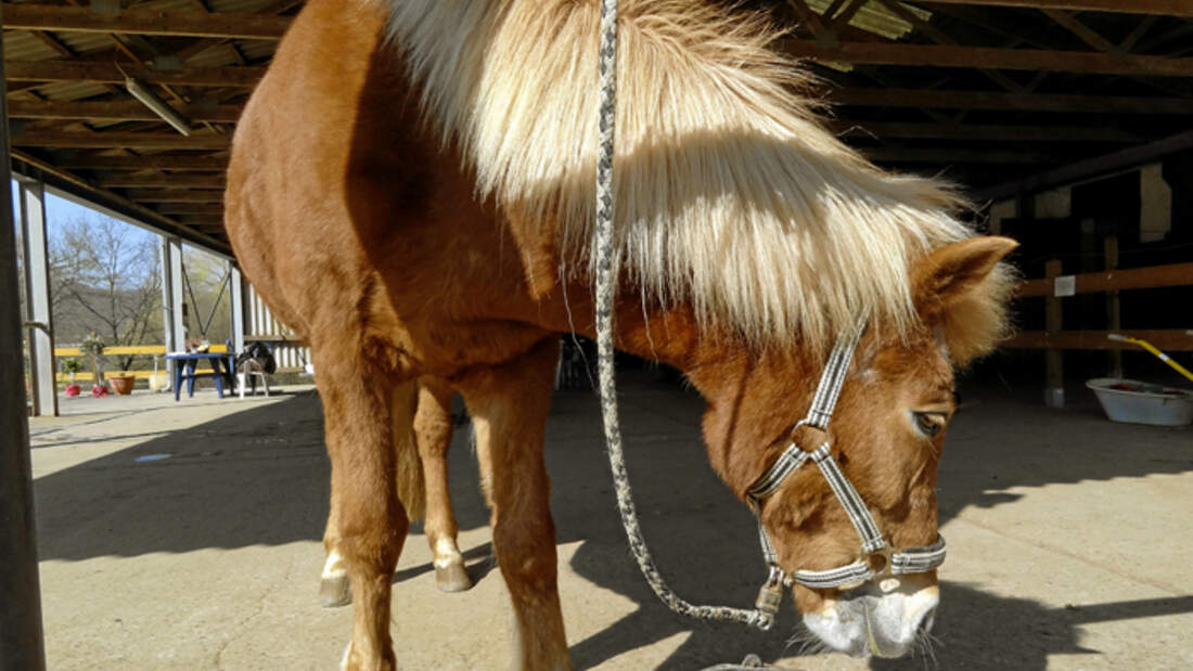 CAV-0612-Reitschultest-Neumuehle-Pferd (jpg)