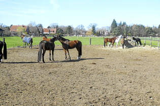 CAV-0614-Reitschultest-Hannover-Klussmann-1