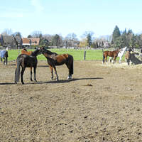 CAV-0614-Reitschultest-Hannover-Klussmann-1