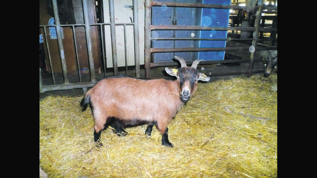 CAV 0708 RST Wismar c118_01 (3) (jpg)