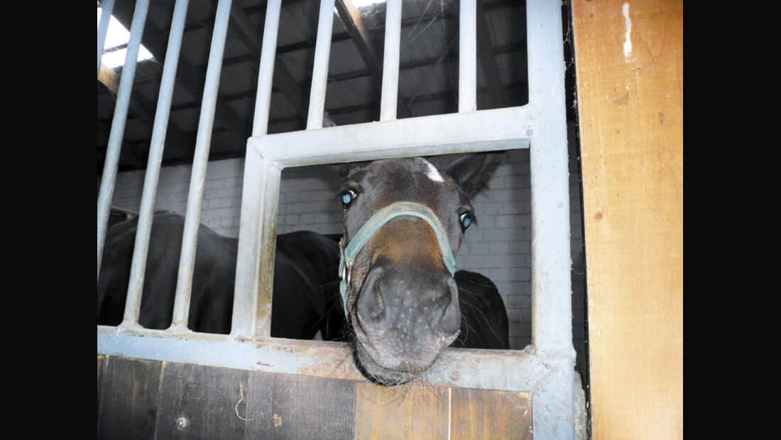 CAV 0708 RST Wismar c118_01 (6) (jpg)