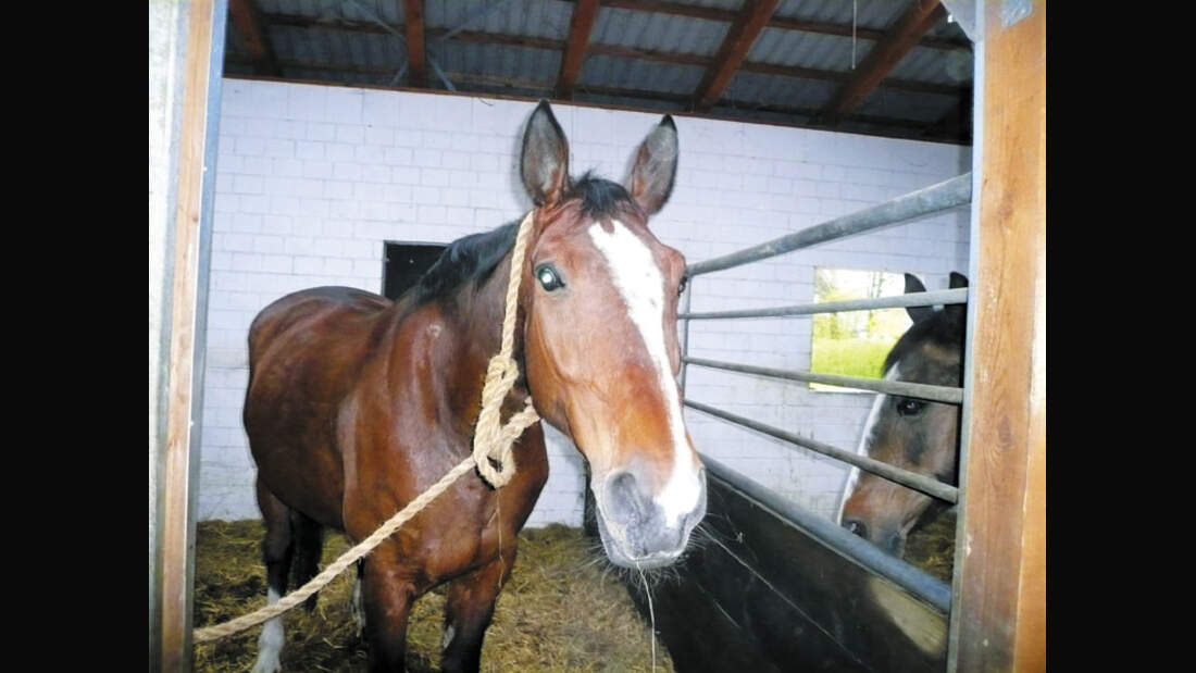 CAV 0708 RST Wismar c118_01 (9) (jpg)