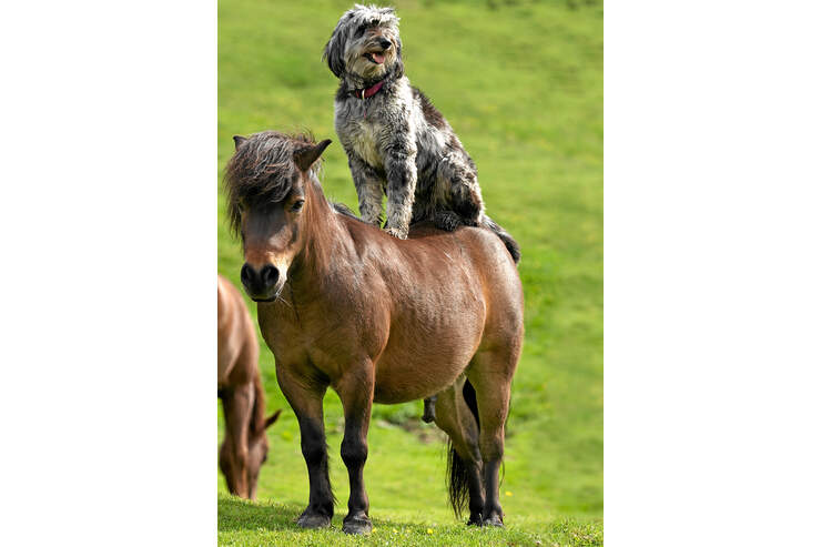 steht ihr pferd auf hunde cavallo de